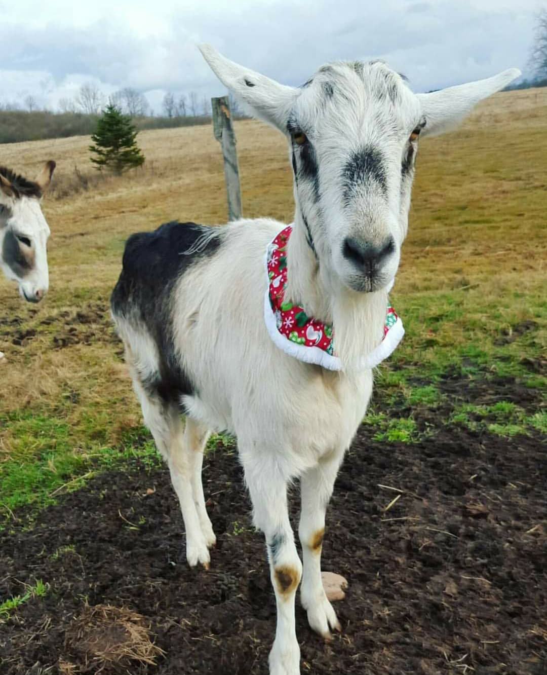 The lovely livestock at Breezy Acres Farm really don’t seem to mind posing with some festive flair around the holidays.
